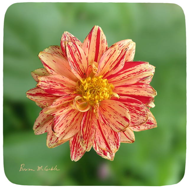 (image for) Hibiscus Orange